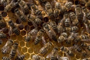 beehive, bee, honeycomb